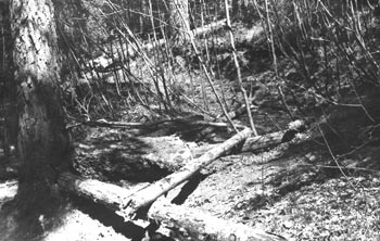 ����� ������ ������� ��������. ������� � 1941 ���� ������� � ��������� � ������� ��������.
���� �.���������. 3 ���� 1959 �.

