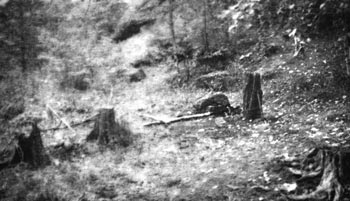 1956.


