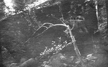 1956.


